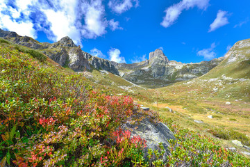 red foliage of shrubs in front od rocky alpine mountain