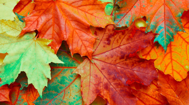 Beautiful Nature autumn fallen maple leaves Background