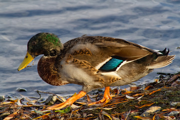 mallard duck on lake