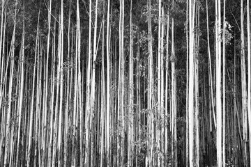 Forestry. Eucalyptus trees 