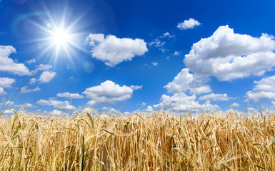 Milder Spätsommer im Schwabenland: Weizenfelder, Ernte, Getreide, blauer Himmel, Landwirtschaft, Wolken :)