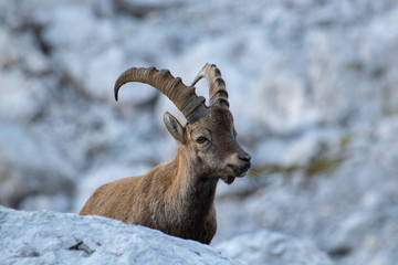 small ibex posing for camera