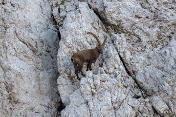 old ibex in the mountain wall