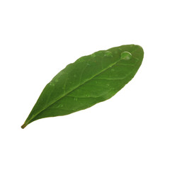 Obraz premium green leaf of pomegranate with water drops isolated on white background