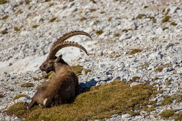 old ibex resting on the grass