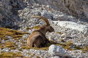 ibex laying on the grass looking forward