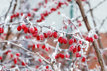 Berberis branch under heavy snow and ice.