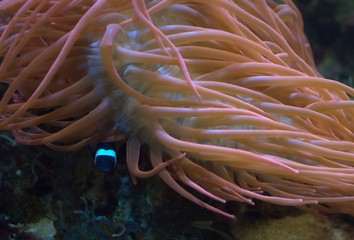 Fototapeta na wymiar Sea Anemone and Fish