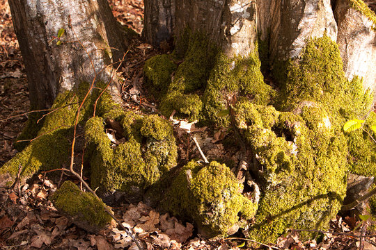 Mossy hornbeam tree base