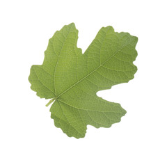 green leaf of fig isolated on white
