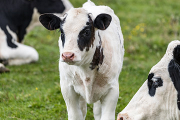 beautiful white calf with black spots near her mom
