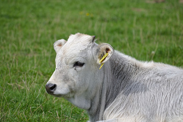 Portrait of a white calf lying on a green pasture