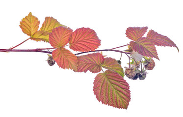green raspberry with red leaves on white