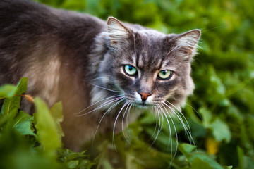 Naklejka na ściany i meble Striped, gray cat on a background of grass