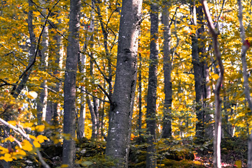 Fototapeta premium forest in the fall