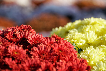 Close-up flowers Blooming. Group of vibrant colorful flowers blooming in fall