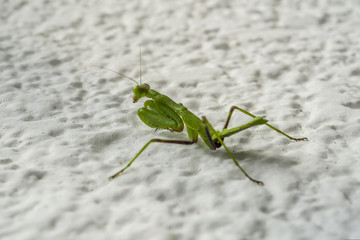 Grasshopper on a stone