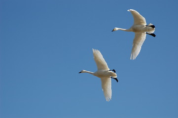 Fototapeta na wymiar 冬の青空の日、飛来した白鳥