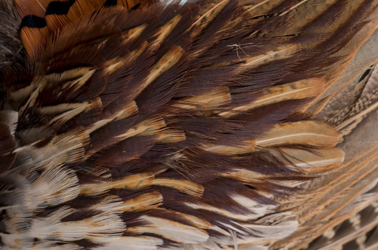 Pheasant feathers a a wooden background. Hunting season.