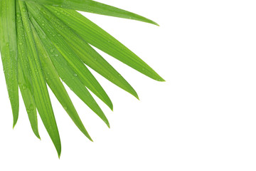 branch of palm with water drops isolated on white background