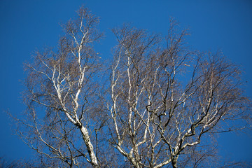 Leafless White Tree in autumn with sky background in Stehag Sweden