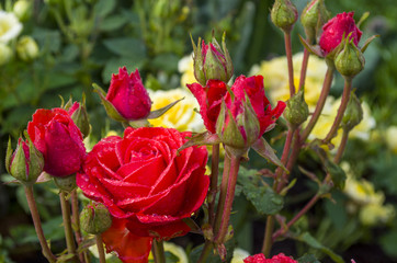 red flowers and rose buds on yellow background of other roses