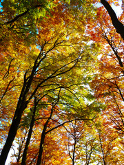 Colorful treetops in the beautiful autumn forest
