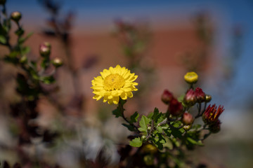 Flowers in field