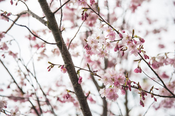Spring cherry blossoms (Prunus subhirtella) at downtown Brussels Belgium