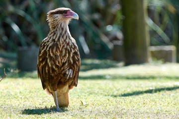 Caracara plancus