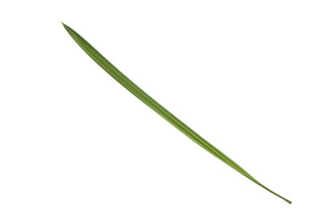 Fototapeta premium fresh green leaf of palm isolated on white background