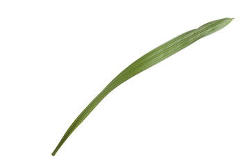 fresh green leaf of palm isolated on white background