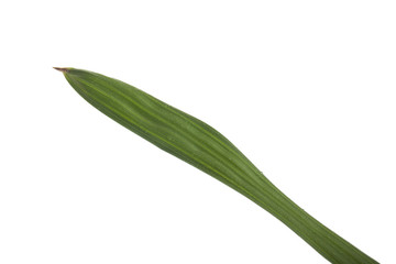 fresh green leaf of palm isolated on white background