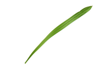 fresh green leaf of palm isolated on white background