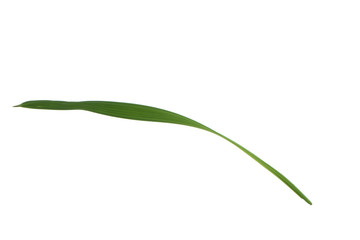 fresh green leaf of palm isolated on white background