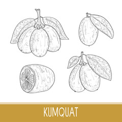 Kumquat. Leaves, fruit. Exotic fruit. Sketch. Set. Monochrome.