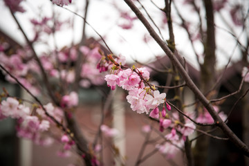Spring cherry blossoms (Prunus subhirtella) at downtown Brussels Belgium