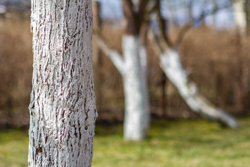 Trunks of apples trees painted with white paint to protect against rodents in garden in the spring.