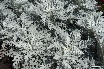 Silver grey foliage of Jacobaea maritima in August