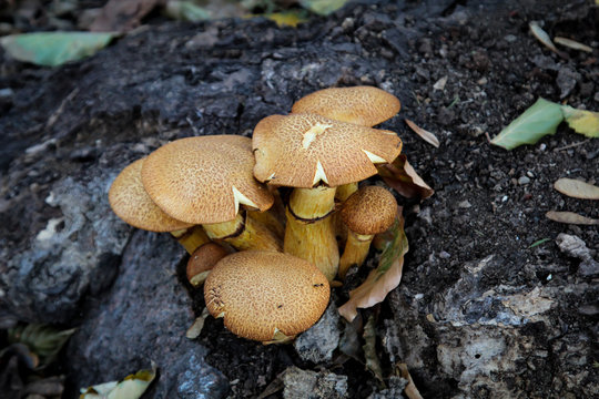 Pilz, Pilze am Waldboden 
