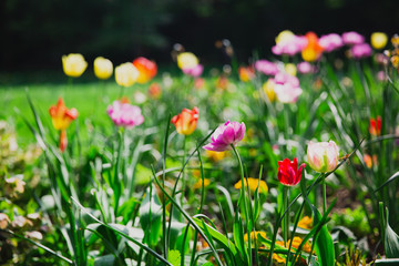 Flower bed of colorful tulips at Josaphat Park in Brussels Belgium