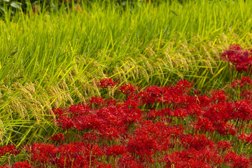 江里山棚田の彼岸花