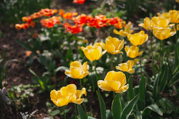 Obraz na płótnie Canvas Yellow tulips with orange ones in the background, Brussels Belgium