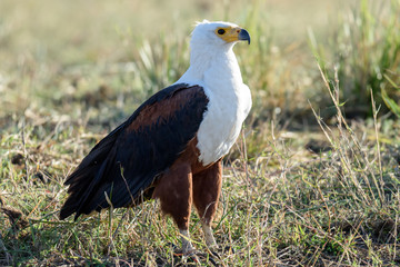 Adler