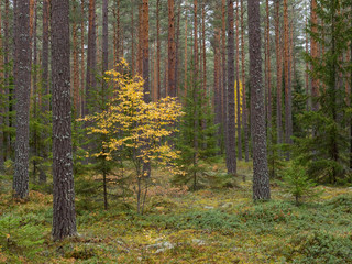 Grunge forest landscape in autumn