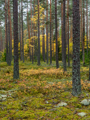 Fototapeta premium Grunge forest landscape in autumn