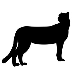 vector, on white background silhouette of jaguar, cheetah