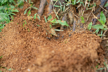 Ant hive