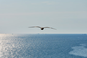 seagull in flight