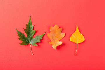Three leaves on red background. Leaves of maple, oak and poplar. Top view.